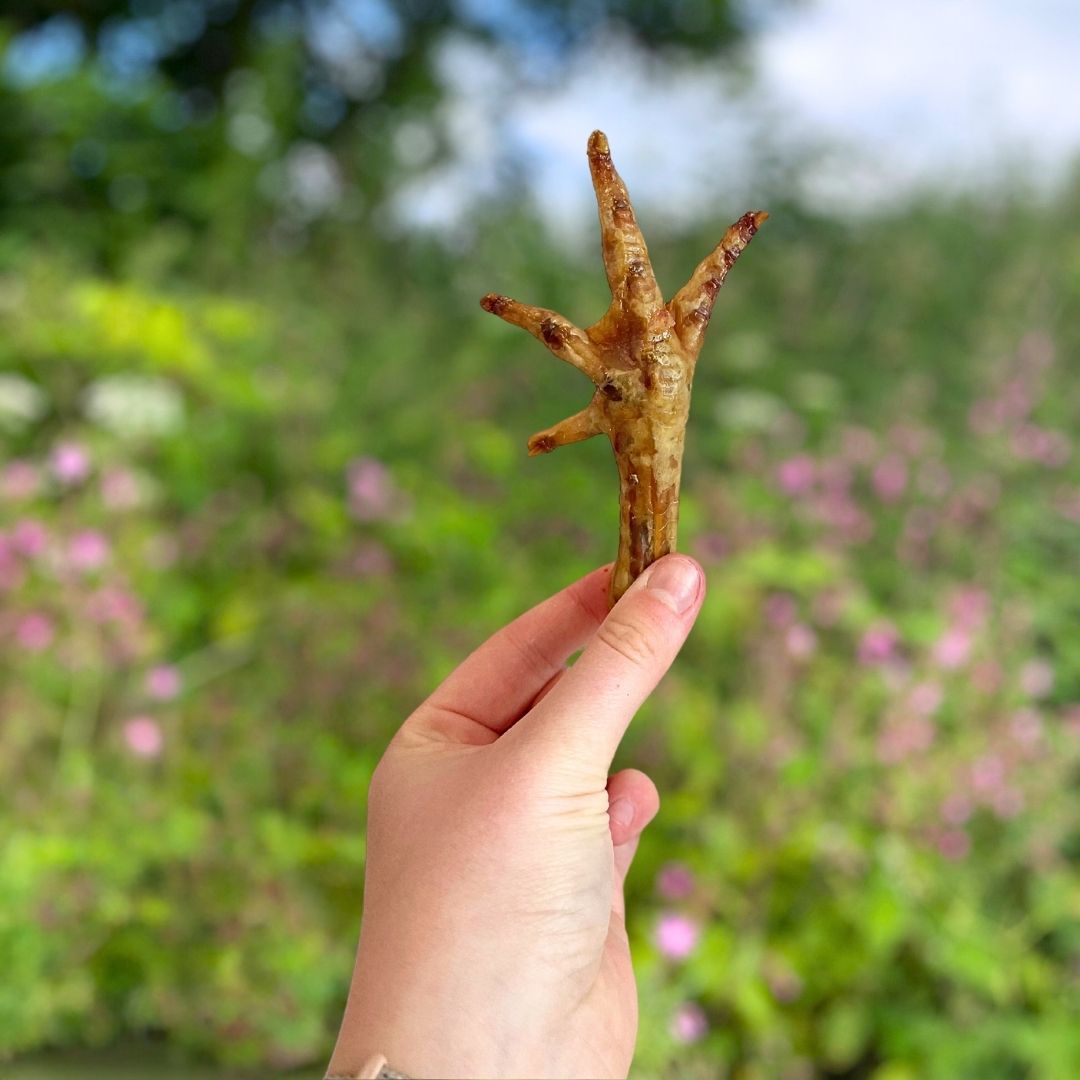 Are Chicken Feet Good for Dogs? Benefits, Safety & Feeding Tips - ThePawsHQ