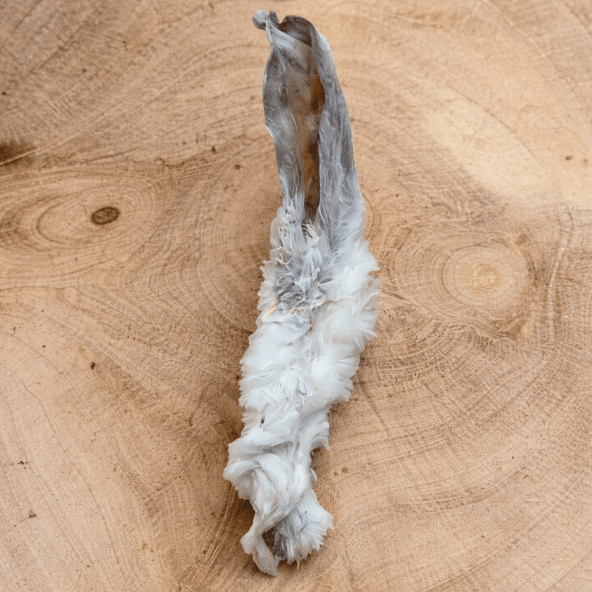 Are Hairy Rabbit Ears Good for Dogs? - ThePawsHQ