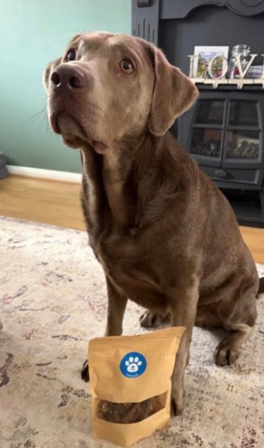 otis_the_silver_lab