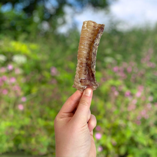 Beef Trachea Dog Chew (12cm) – Natural Long Lasting Dog Treat natural dog treat UK