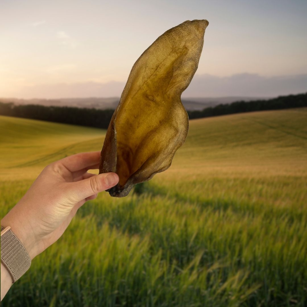 Buffalo Ear Dog Chew – Natural Long Lasting Dog Treat natural dog treat UK