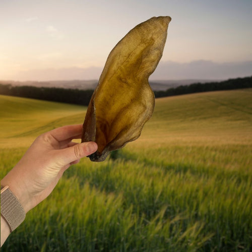 Buffalo Ear Dog Chew – Natural Long Lasting Dog Treat natural dog treat UK