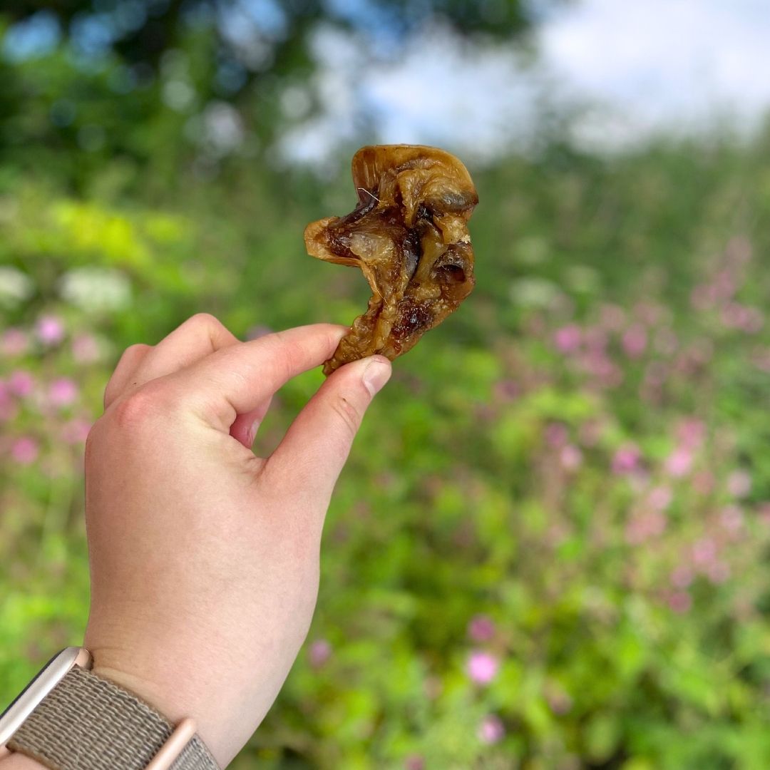 Porky Bites 500g natural dog treat UK