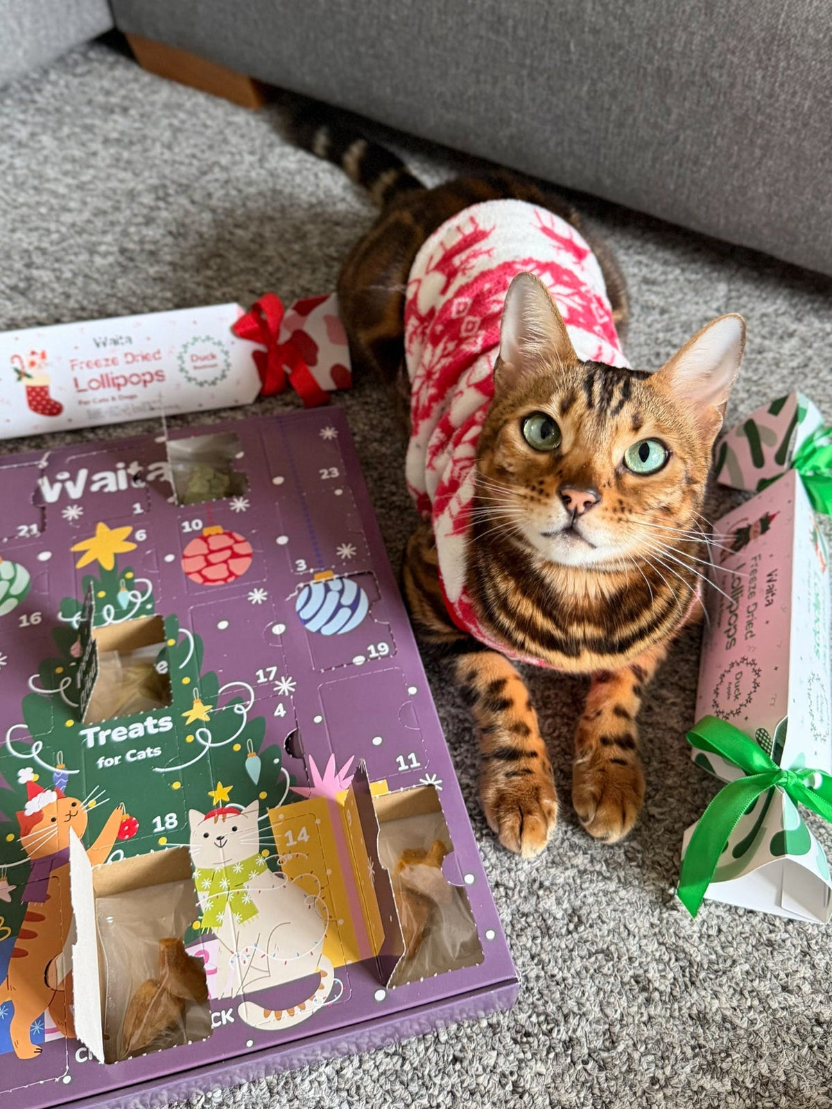 Waita Freeze-Dried Christmas Advent Calendar for Dogs & Cats natural dog treat UK
